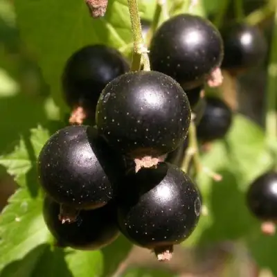 Смородина чёрная БИНАР в Мозыре