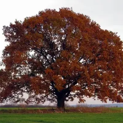 Дуб скальный в Мозыре