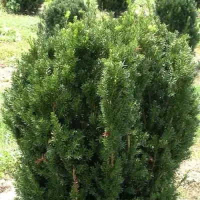 Тис ХИКСИ средний в Мозыре