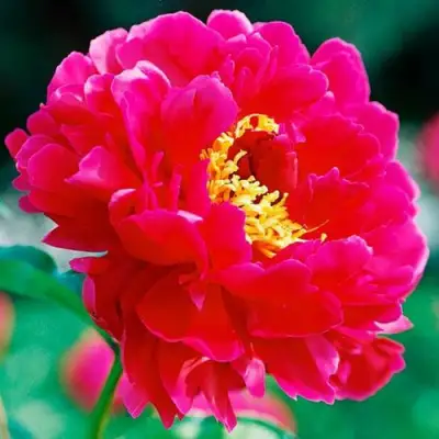 Пион ХРАБРЫЙ ВОИН травянистый в Мозыре