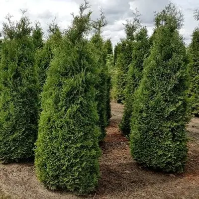 Туя ХОЛМСТРУП западная в Мозыре
