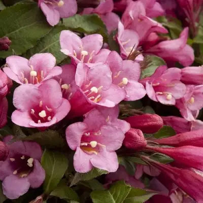 Вейгела ФЛОРИДА в Мозыре