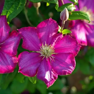 Клематис КАРМЕНСИТА в Мозыре