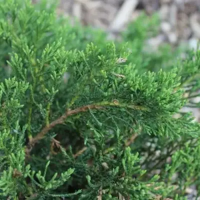 Можжевельник РОКЕРИ ДЖЕМ казацкий  в Мозыре