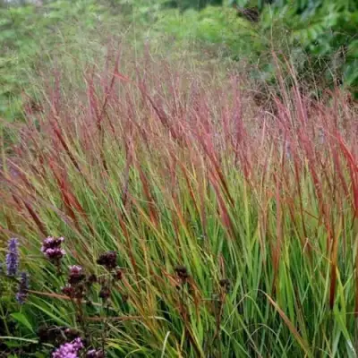 Просо РЕБРАУН прутьевидное в Мозыре