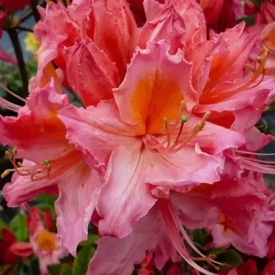 Азалия ПИНК ДЕЛАЙТ листопадная	 в Мозыре