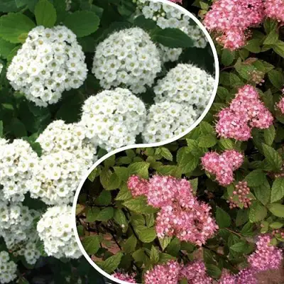 Комплект ТАЛАНТЛИВЫЙ САДОВОД в Мозыре