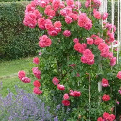 Роза РОЗАРИУМ ЮТЕРСОН плетистая в Мозыре