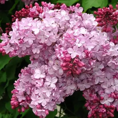 Сирень ЭСТЕР СТЕЙЛИ в Мозыре