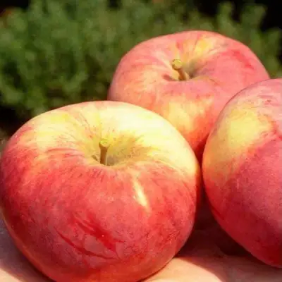 Яблоня ОРЛОВИМ в Мозыре