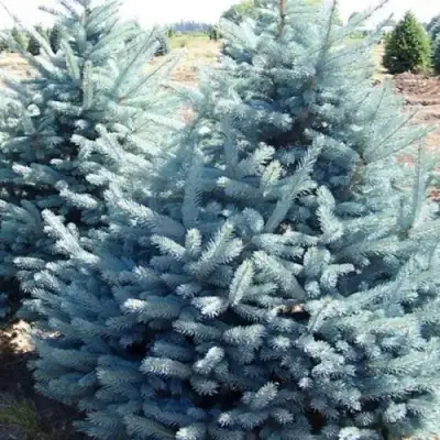 Ель ГЛАУКА колючая в Мозыре