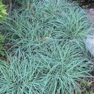 Осока БЛЮ ЗИНГЕР в Мозыре