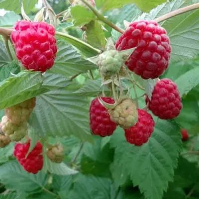 Малина ПРОСТО ПРЕЛЕСТЬ (СТОЛЕШНИК) в Мозыре