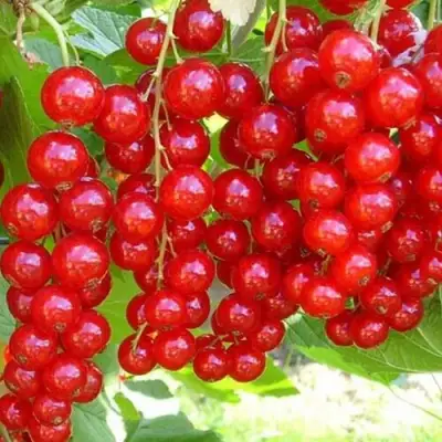 Смородина красная ФЕРТОДИ в Мозыре