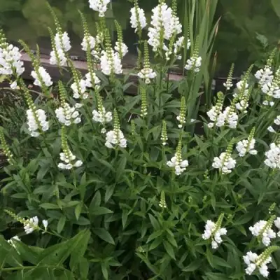 Физостегия АЛЬБА виргинская в Мозыре