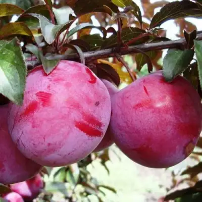 Слива ЛАМА в Мозыре