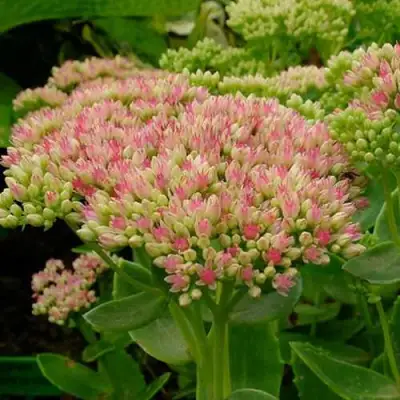 Очиток (седум) БРИЛЛИАНТ в Мозыре