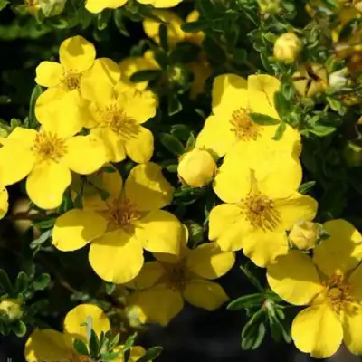 Лапчатка ХАКМАНС ГИГАНТ кустарниковая в Мозыре