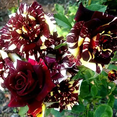 Роза ФОКУС ПОКУС флорибунда в Мозыре