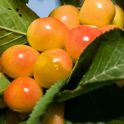 Дюк (черевишня) БЕЛОЧКА в Мозыре