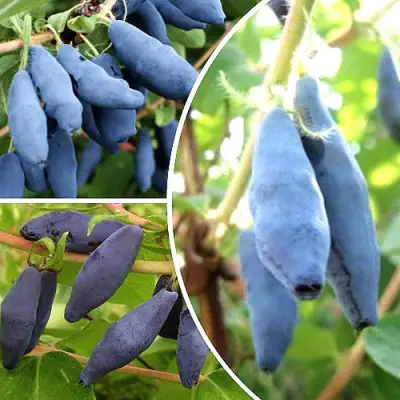 Комплект СЛАДКИЕ ХИТЫ в Мозыре