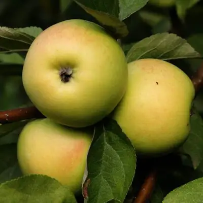 Яблоня ДАНИЛА в Мозыре