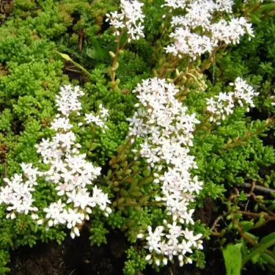 Очиток (седум) ХЛОРОТИКУМ белый в Мозыре