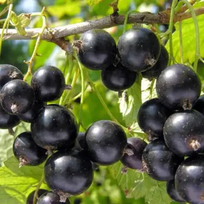 Смородина чёрная НЕСТЕР КОЗИН в Мозыре