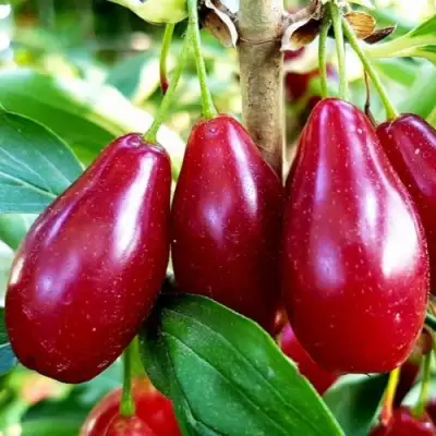 Кизил ВЛАДИМИРСКИЙ в Мозыре