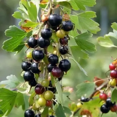 Смородина золотистая ПЛОТНОМЯСАЯ в Мозыре