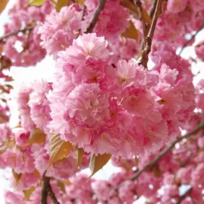 САКУРА  в Мозыре