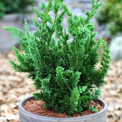 Кипарисовик ВИСЕЛЛИ лавсона в Мозыре