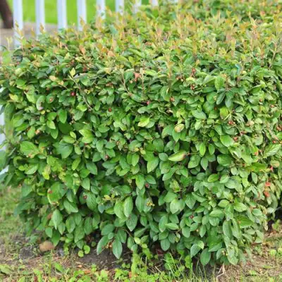 Кизильник блестящий в Мозыре