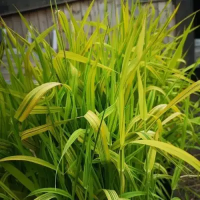 Фалярис АРКТИК САН тростниковый в Мозыре