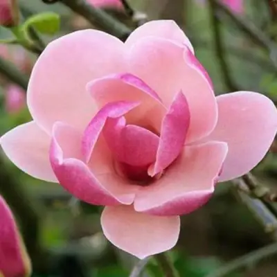 Магнолия РУСТИКА РУМБА в Мозыре