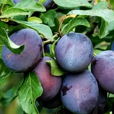 Слива ВЕНГЕРКА БЕЛОРУССКАЯ в Мозыре