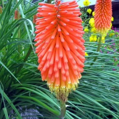 Книфофия БЕНГАЛ ФАЕР гибридная в Мозыре