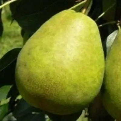 Груша ЛАГОДНАЯ в Мозыре