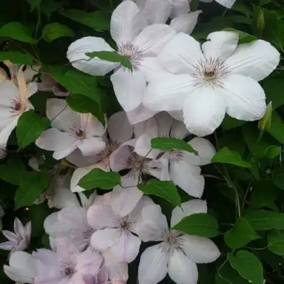 Клематис ИОАНН ПАВЕЛ 2 в Мозыре