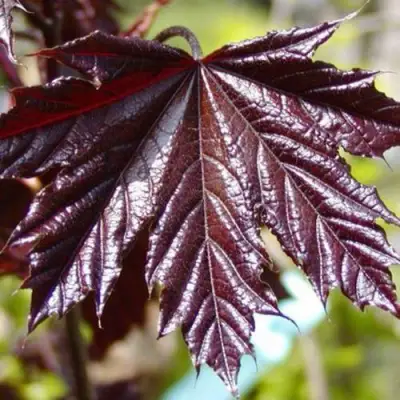 Клен КРИМСОН КИНГ остролистный в Мозыре