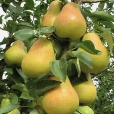 Груша ЛЮБИМИЦА ЯКОВЛЕВА в Мозыре