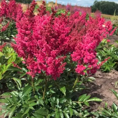 Астильба ЛАКИ ДЕЙ Арендса в Мозыре