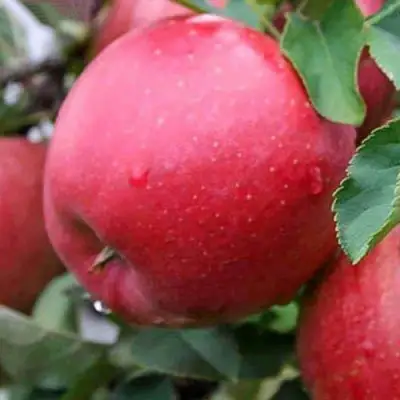 Яблоня ЧЕМПИОН в Мозыре