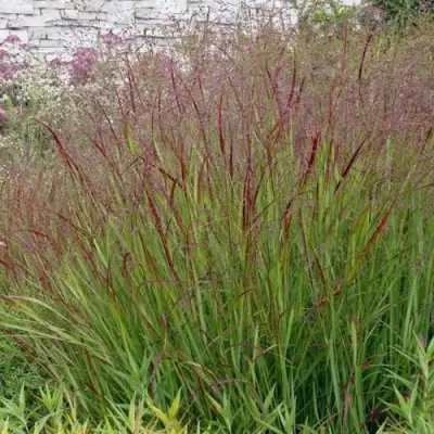 Просо ШЕНАНДО прутьевидное в Мозыре