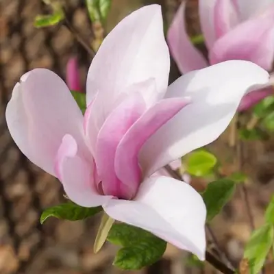 Магнолия БЕТТИ в Мозыре