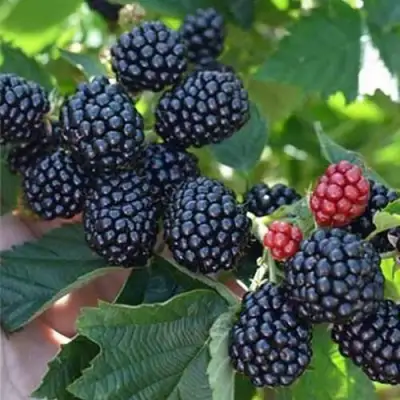 Ежевика ПОЛАР бесшипная  в Мозыре