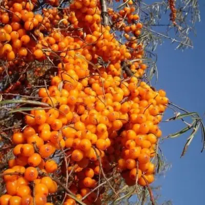 Облепиха СУДАРУШКА в Мозыре