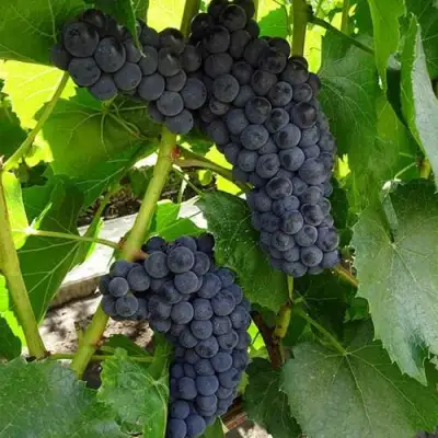 Виноград ВЭЛИАНТ в Мозыре