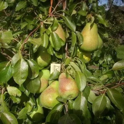 Груша БЕРЕ ЛЮКА в Мозыре