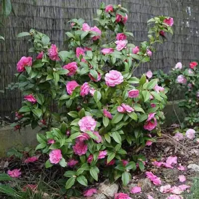 Камелия ДЕББИ в Мозыре